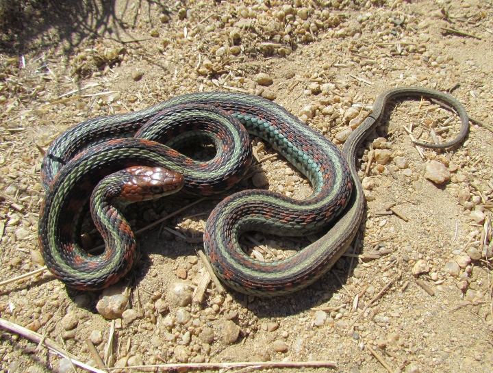 California Red-sided Garter Snake